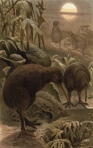 Snipe Ostrich by European School